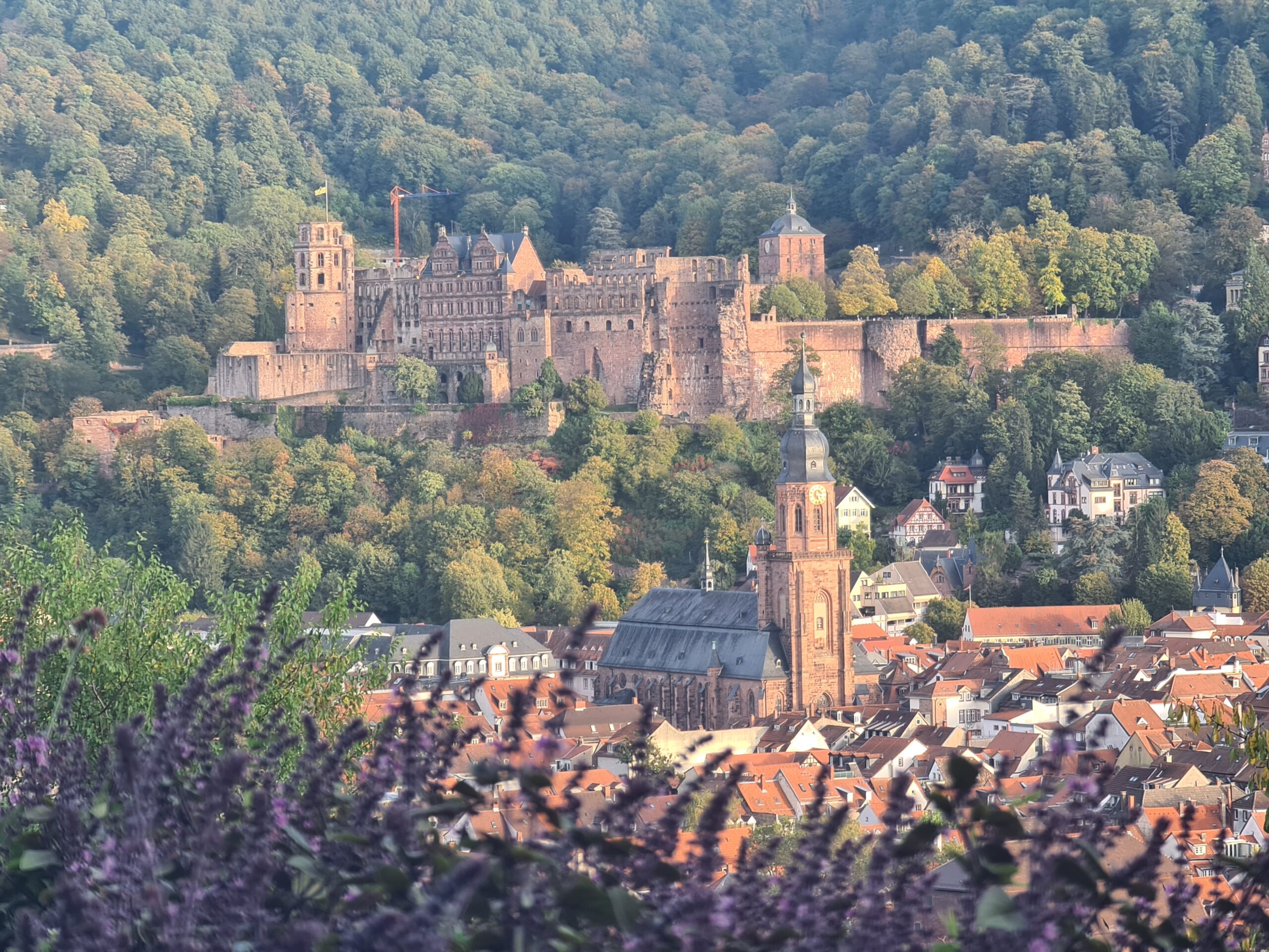 Zdjęcie zamku w Heidelbergu, w tle panorama miasta